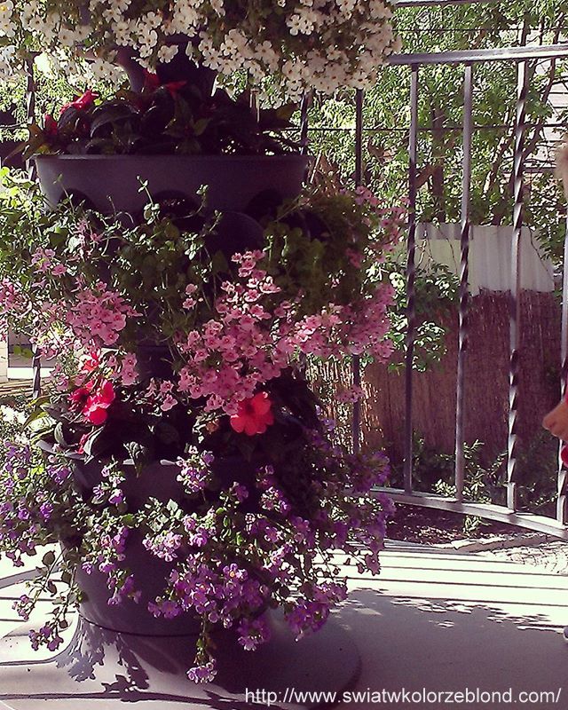 dekoracje kwiatowe na zewnątrz, kwiaty doniczkowe przed domem