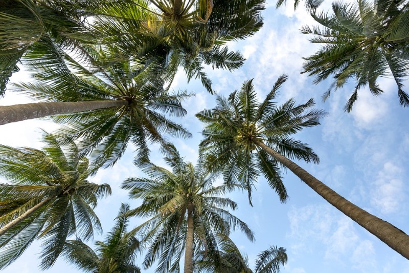 Wakacyjne inspiracje widok na palmy