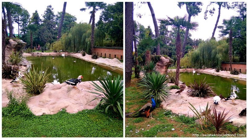 zoo w Batumi paw