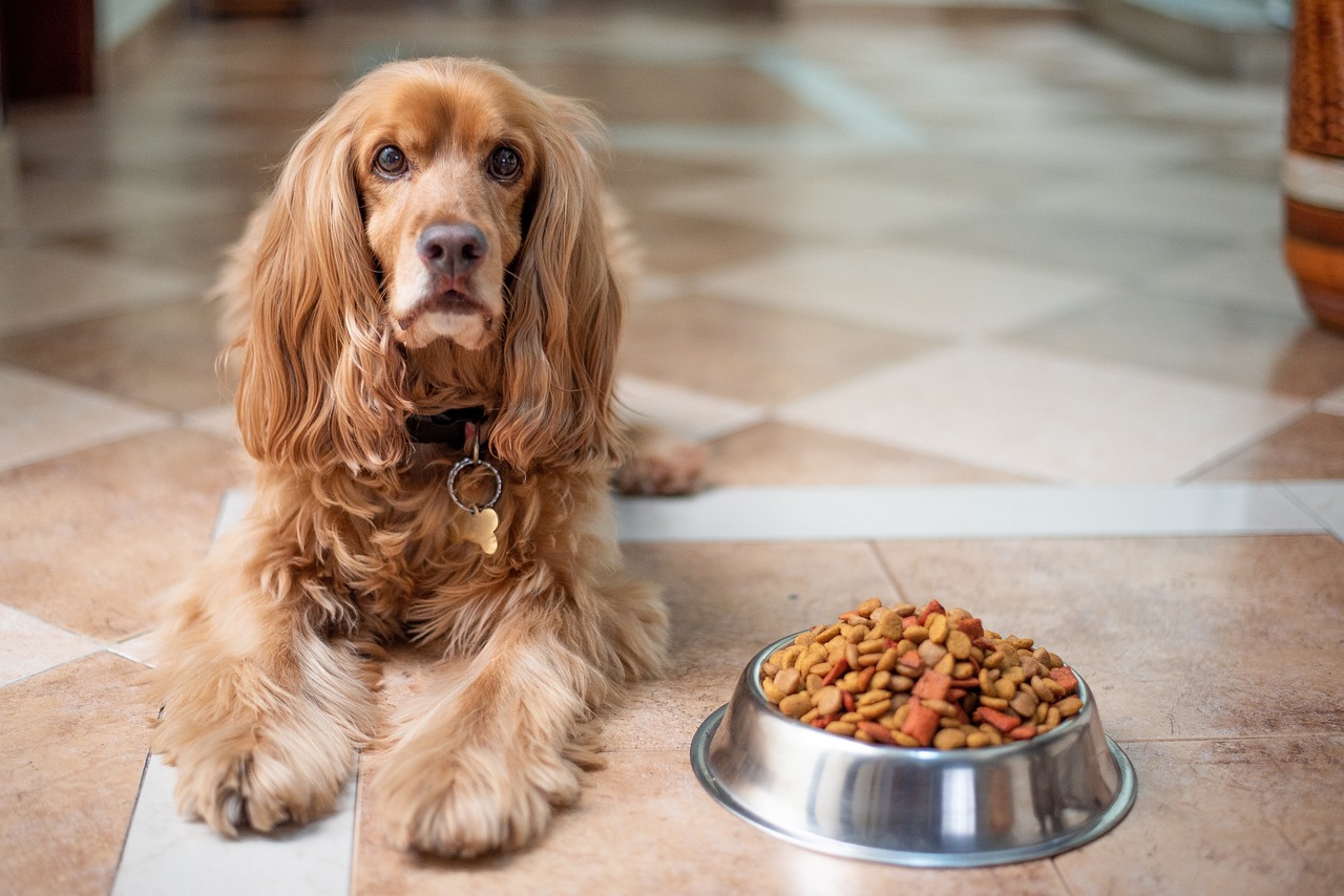Zdrowa dieta dla psa – jak dbać o pupila?